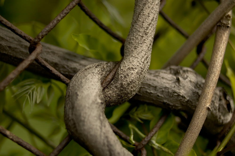 Botanical Knot